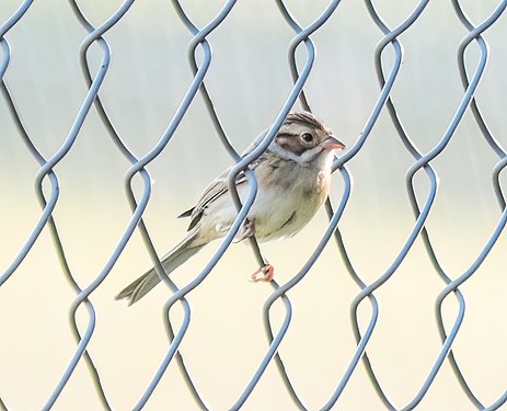 Clay-colored sparrow, Prospect Park