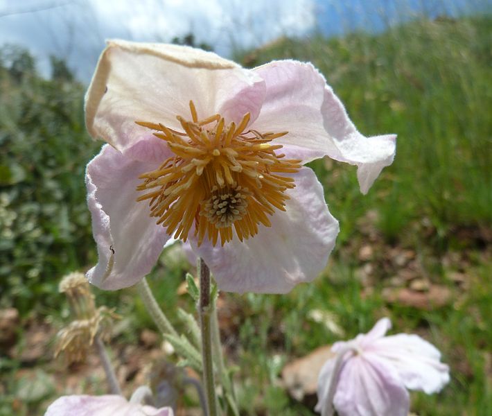 File:Clematis villosa subsp villosa, blom, Walter Sisulu NBT.jpg