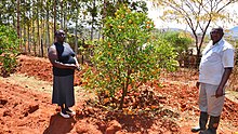 Climate smart agriculture in Machakos County, Kenya Climate smart agriculture in Machakos county (15453997230).jpg