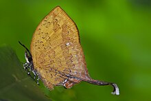 Yasoda tripunctata Hewitson'un yakın kanat konumu, 1863 - Markalı Yamfly.jpg