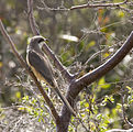 A mangrove cuckoo in Cuba.