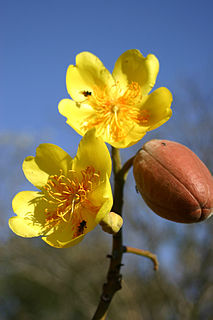 Cochlospermaceae Family of flowering plants