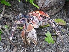 le crabe des cocotiers adulte respire grâce à des branchies modifiées, qu'il doit garder humide en permanence.