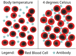 Coldagglutinin.svg