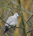 Collared Dove in a tree, Northamptonshire, England (11779594773).jpg
