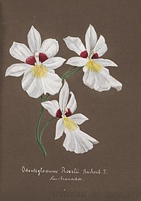 Odontoglossum roezlii Miltoniopsis roezlii