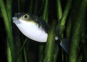 Baiacu-amazônico (Colomesus asellus)