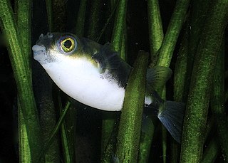 <i>Colomesus</i> Genus of fishes