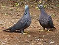 Columba arquatrix, by kleilek, q, Pretoria.jpg