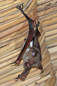Commerson's leaf-nosed bat (Hipposideros commersoni).jpg
