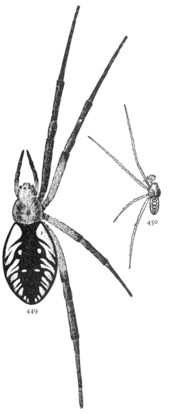 File:Common Spiders U.S. 449-0 Argiope aurantia.png