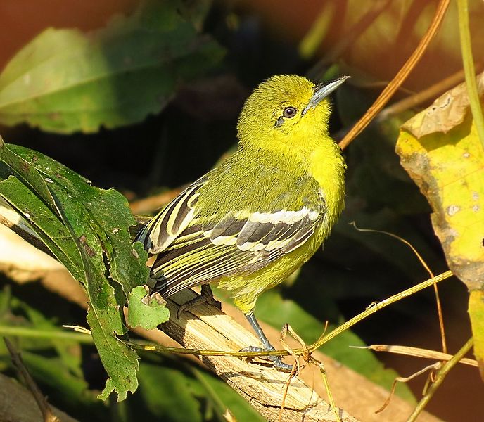 File:Common iora at Tikarpara Odisha India December 2012.jpg