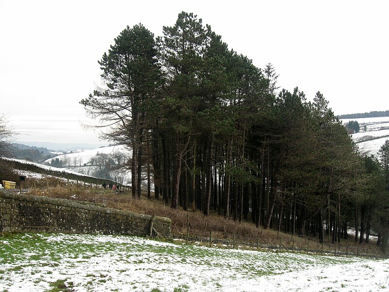 File:Conifer woodland at Barley-with-Wheatley Booth, Lancashire.jpg