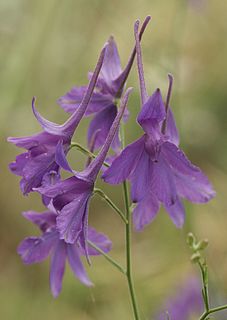 <i>Consolida regalis</i> Species of plant