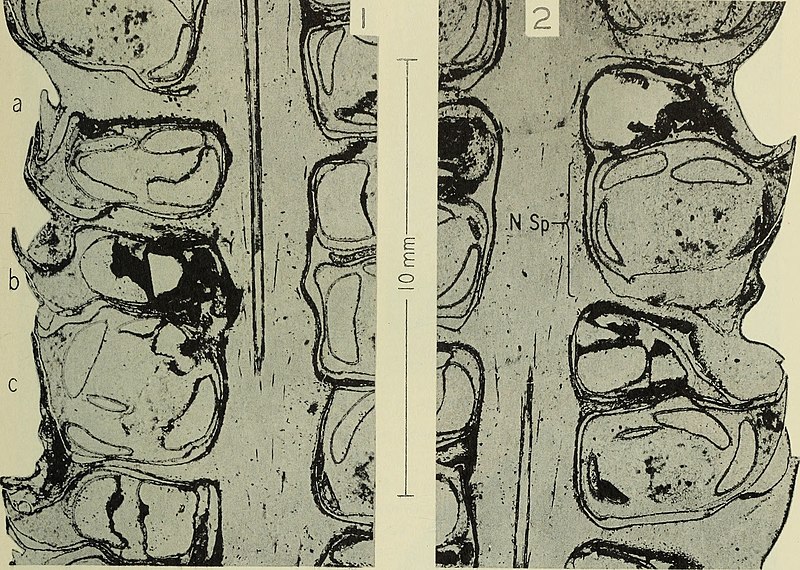 File:Contributions to Pennsylvanian paleobotany Mazocarpon oedipternum, sp. nov. and Sigillarian relationships (1941) (20068534024).jpg