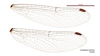 Female wings