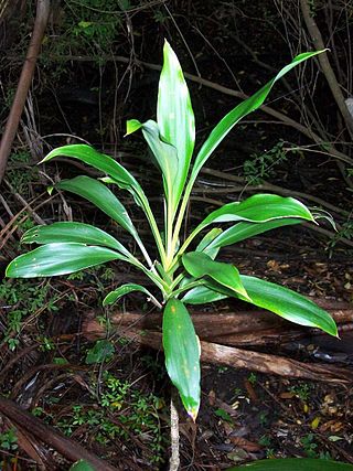 <i>Cordyline rubra</i> Species of flowering plant