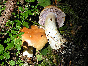 Brick yellow mucous head (Cortinarius varius)