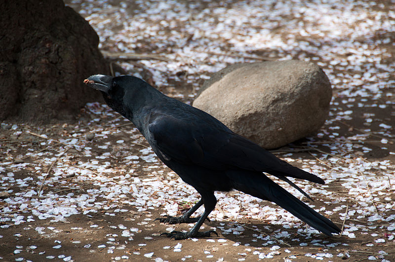 File:Corvus macrorhynchos Tokyo 1.jpg