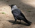 Dohle (Corvus monedula)