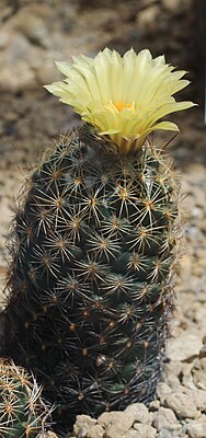 Coryphantha cornifera Prague 2011 1.jpg