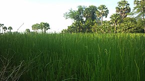 Campo do Camboja.jpg