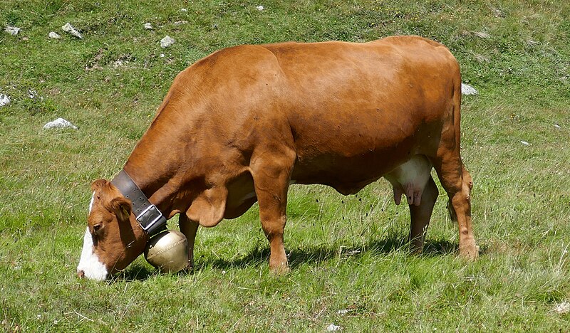 File:Cowbell 2.jpg