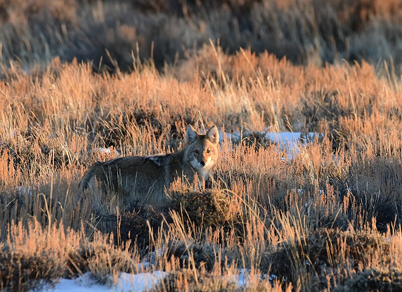 File:Coyote on Seedskadee National Wildlife Refuge (53362201041).jpg