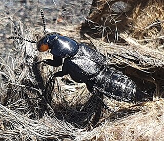 <i>Creophilus oculatus</i> Species of rove beetle