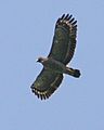 Crested Serpent Eagle (Spilornis cheela bido) - Flickr - Lip Kee.jpg
