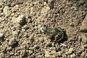 Descrição da imagem Crinia deserticola.jpg.