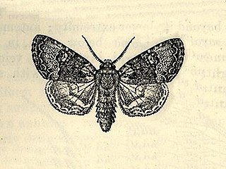 <i>Cropia</i> Genus of moths