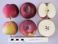 Cross section of Deljorom, National Fruit Collection (acc. 1999-011) .jpg
