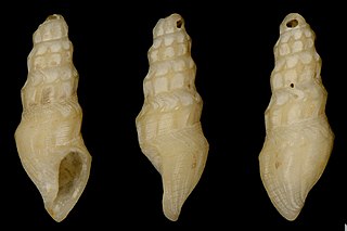 <i>Cryoturris cerinella</i> Species of gastropod