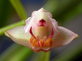 <i>Cryptochilus</i> Genus of orchids