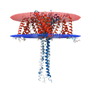 N-type calcium channel