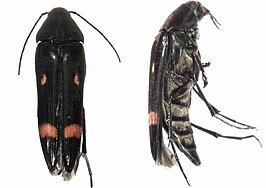 Ctenoplectron fasciatum