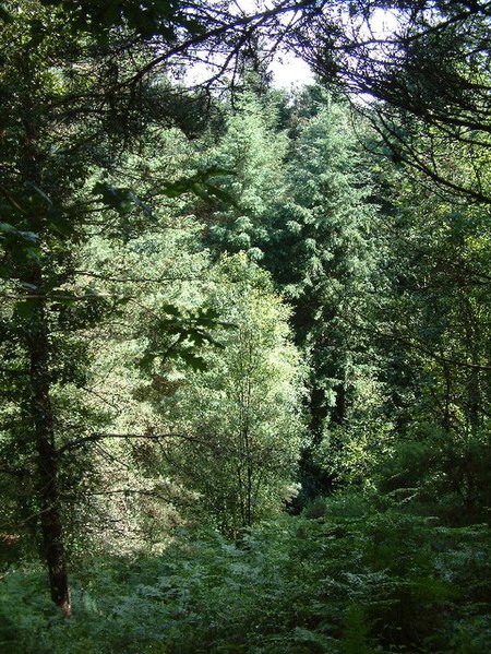 File:Cull-peppers Dish - geograph.org.uk - 25437.jpg