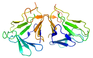 <span class="mw-page-title-main">Curculin</span> Sweet protein with taste-modifying activity