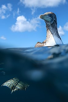 Fotografie juvenilního tereje. Zhruba polovina fotografie zobrazuje, co je pod vodou, kde je viditelná hlavně noha se silnou plovací blánou. Nad vodou je patrná hlava s juvenilním opeřením