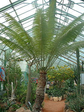 Cycas thouarsii no Jardim Botânico de Lyon.