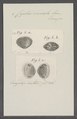 Cyclas rivicola - - Print - Iconographia Zoologica - Special Collections University of Amsterdam - UBAINV0274 078 06 0002.tif