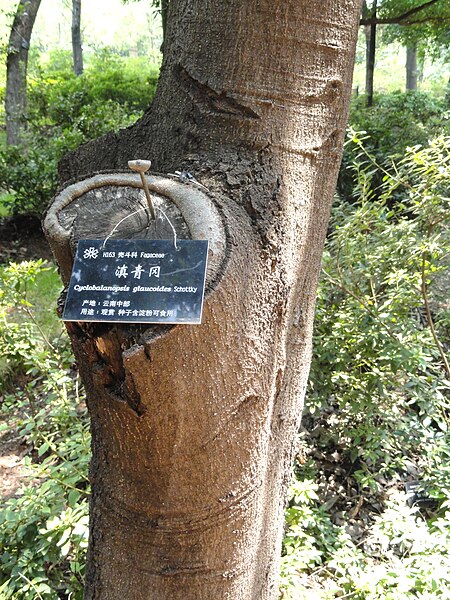 File:Cyclobalanopsis glaucoides - Kunming Botanical Garden - DSC02817.JPG