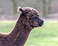 * Nomination Alpaca in the Börnste hamlet, Kirchspiel, Dülmen, North Rhine-Westphalia, Germany --XRay 03:05, 13 April 2020 (UTC) * Promotion  Support Good quality -- Johann Jaritz 04:07, 13 April 2020 (UTC)