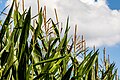 * Nomination Corn field at Sythener Hellweg in Hausdülmen, Dülmen, North Rhine-Westphalia, Germany --XRay 04:10, 14 August 2021 (UTC) * Promotion  Support Good quality -- Johann Jaritz 04:53, 14 August 2021 (UTC)