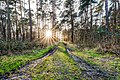 * Nomination Forest at the street “Am Linnert”, Kirchspiel, Dülmen, North Rhine-Westphalia, Germany --XRay 04:37, 15 February 2022 (UTC) * Promotion  Support Good quality -- Johann Jaritz 05:03, 15 February 2022 (UTC)