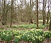 Daffodils in Ambarrow Court - geograph.org.uk - 709473.jpg