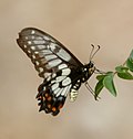Thumbnail for Papilio anactus