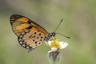 <i>Acraea serena</i> Species of butterfly