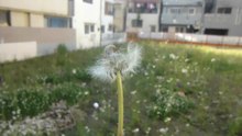 ファイル:Dandelion-seedhead-wind-slomo.ogv